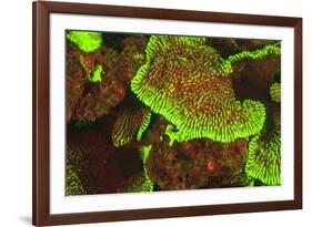 Fluorescing sponges and hard coral at Night dive, Wetar Island, Banda Sea, Indonesia-Stuart Westmorland-Framed Photographic Print