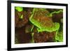 Fluorescing sponges and hard coral at Night dive, Wetar Island, Banda Sea, Indonesia-Stuart Westmorland-Framed Photographic Print