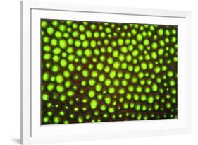 Fluorescing sponges and hard coral at Night dive, Wetar Island, Banda Sea, Indonesia-Stuart Westmorland-Framed Photographic Print