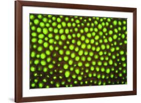 Fluorescing sponges and hard coral at Night dive, Wetar Island, Banda Sea, Indonesia-Stuart Westmorland-Framed Photographic Print