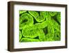 Fluorescing sponges and hard coral at Night dive, Wetar Island, Banda Sea, Indonesia-Stuart Westmorland-Framed Photographic Print