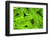 Fluorescing sponges and hard coral at Night dive, Wetar Island, Banda Sea, Indonesia-Stuart Westmorland-Framed Photographic Print