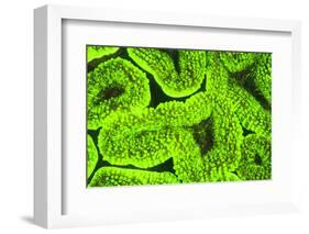 Fluorescing sponges and hard coral at Night dive, Wetar Island, Banda Sea, Indonesia-Stuart Westmorland-Framed Photographic Print