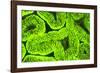 Fluorescing sponges and hard coral at Night dive, Wetar Island, Banda Sea, Indonesia-Stuart Westmorland-Framed Photographic Print