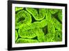 Fluorescing sponges and hard coral at Night dive, Wetar Island, Banda Sea, Indonesia-Stuart Westmorland-Framed Photographic Print