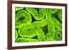 Fluorescing sponges and hard coral at Night dive, Wetar Island, Banda Sea, Indonesia-Stuart Westmorland-Framed Photographic Print