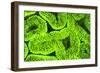 Fluorescing sponges and hard coral at Night dive, Wetar Island, Banda Sea, Indonesia-Stuart Westmorland-Framed Photographic Print