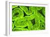 Fluorescing sponges and hard coral at Night dive, Wetar Island, Banda Sea, Indonesia-Stuart Westmorland-Framed Photographic Print