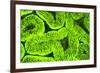 Fluorescing sponges and hard coral at Night dive, Wetar Island, Banda Sea, Indonesia-Stuart Westmorland-Framed Photographic Print