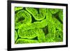 Fluorescing sponges and hard coral at Night dive, Wetar Island, Banda Sea, Indonesia-Stuart Westmorland-Framed Photographic Print