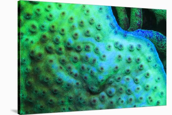 Fluorescing underwater macro images-Stuart Westmorland-Stretched Canvas