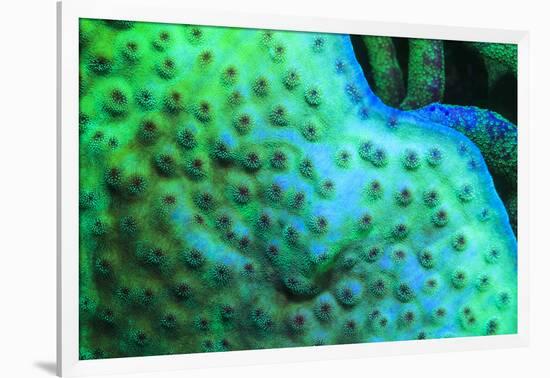 Fluorescing underwater macro images-Stuart Westmorland-Framed Photographic Print