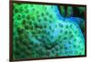 Fluorescing underwater macro images-Stuart Westmorland-Framed Photographic Print