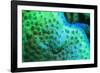 Fluorescing underwater macro images-Stuart Westmorland-Framed Photographic Print
