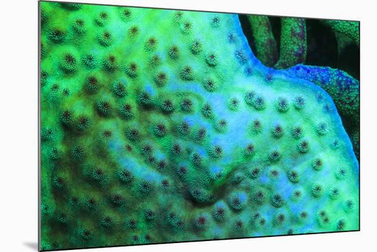 Fluorescing underwater macro images-Stuart Westmorland-Mounted Photographic Print