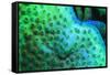 Fluorescing underwater macro images-Stuart Westmorland-Framed Stretched Canvas
