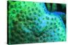 Fluorescing underwater macro images-Stuart Westmorland-Stretched Canvas