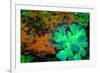 Fluorescing underwater macro images-Stuart Westmorland-Framed Premium Photographic Print