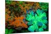 Fluorescing underwater macro images-Stuart Westmorland-Mounted Premium Photographic Print