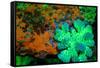 Fluorescing underwater macro images-Stuart Westmorland-Framed Stretched Canvas