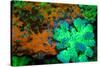 Fluorescing underwater macro images-Stuart Westmorland-Stretched Canvas