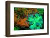 Fluorescing underwater macro images-Stuart Westmorland-Framed Photographic Print