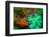 Fluorescing underwater macro images-Stuart Westmorland-Framed Photographic Print