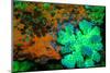 Fluorescing underwater macro images-Stuart Westmorland-Mounted Photographic Print