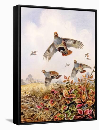 Flushed Partridges-Carl Donner-Framed Stretched Canvas