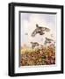 Flushed Partridges-Carl Donner-Framed Giclee Print