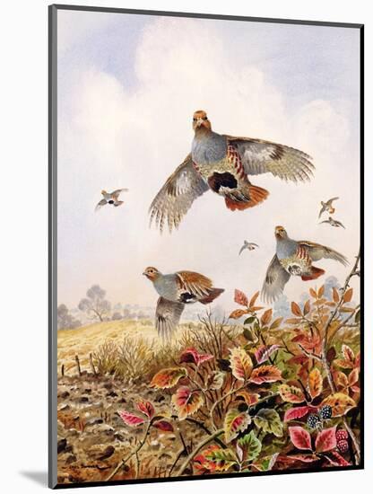 Flushed Partridges-Carl Donner-Mounted Giclee Print