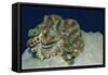 Fluted Giant Clam-Hal Beral-Framed Stretched Canvas