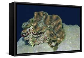 Fluted Giant Clam-Hal Beral-Framed Stretched Canvas