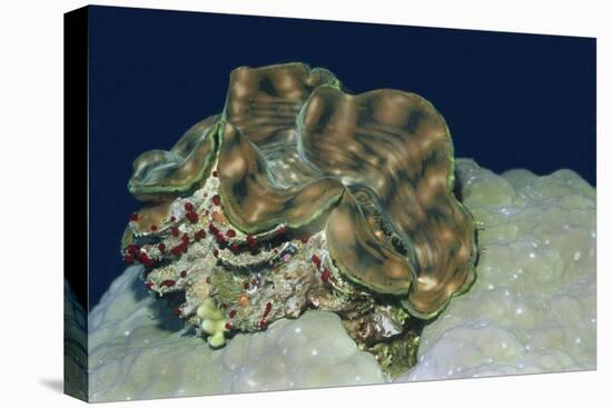 Fluted Giant Clam-Hal Beral-Stretched Canvas