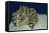 Fluted Giant Clam-Hal Beral-Framed Stretched Canvas