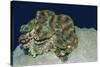 Fluted Giant Clam-Hal Beral-Stretched Canvas