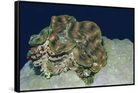 Fluted Giant Clam-Hal Beral-Framed Stretched Canvas
