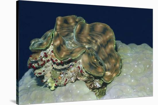 Fluted Giant Clam-Hal Beral-Stretched Canvas