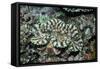 Fluted Giant Clam-Hal Beral-Framed Stretched Canvas