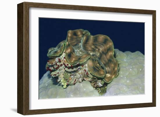 Fluted Giant Clam-Hal Beral-Framed Photographic Print