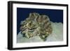 Fluted Giant Clam-Hal Beral-Framed Photographic Print