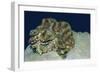 Fluted Giant Clam-Hal Beral-Framed Photographic Print