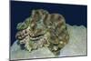 Fluted Giant Clam-Hal Beral-Mounted Photographic Print