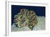 Fluted Giant Clam-Hal Beral-Framed Photographic Print