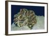 Fluted Giant Clam-Hal Beral-Framed Photographic Print