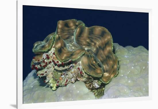 Fluted Giant Clam-Hal Beral-Framed Photographic Print