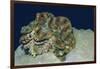 Fluted Giant Clam-Hal Beral-Framed Photographic Print