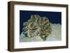 Fluted Giant Clam-Hal Beral-Framed Photographic Print