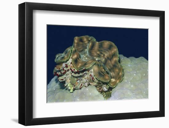 Fluted Giant Clam-Hal Beral-Framed Photographic Print