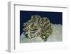 Fluted Giant Clam-Hal Beral-Framed Photographic Print